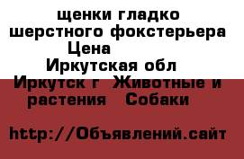 щенки гладко шерстного фокстерьера › Цена ­ 15 000 - Иркутская обл., Иркутск г. Животные и растения » Собаки   